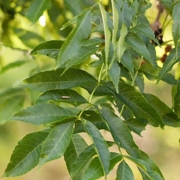 Prickly ash